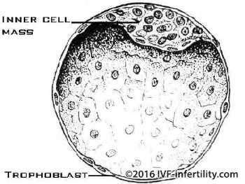 The structure of a blastocyst.