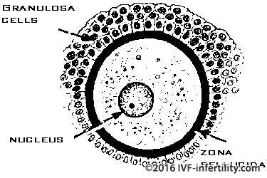 The structure of a human egg.