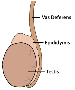 Diagram showing the vas deferns, epididymis and testis.